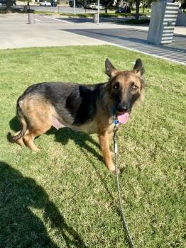 Rescue German Shepherd Dog Dogs for Adoption in Longview, Texas - Shakira | PetCurious