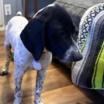 Scooby -  German Shorthaired Pointer Dog for Adoption in Normal, Illinois - Scooby | PetCurious