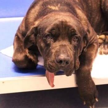 26-00754 -  Cane Corso Dog Available for Adoption in Fredericksburg, Virginia - 26-00754 | PetCurious