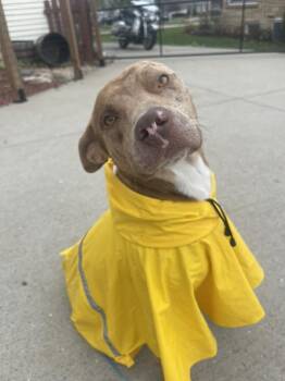 Catahoula Leopard Dog and Mixed Breed Dogs Available for Adoption in Clinton, Wisconsin - Sir Joker Dale | PetCurious