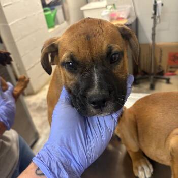 Mary -  English Bulldog Dog for Adoption in Clanton, Alabama - Mary | PetCurious