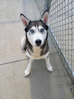 Coconut -  Siberian Husky and Mixed Breed Dog for Adoption in Beatrice, Nebraska - Coconut | PetCurious
