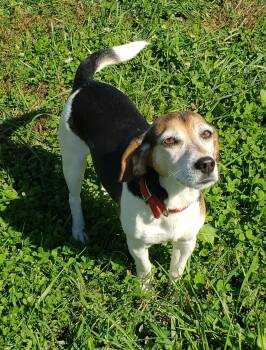 Betty -  Beagle Dog for Adoption in Middlebury, Indiana - Betty | PetCurious