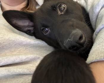 Border Collie and Mixed Breed Dogs Available for Adoption in Denver, Colorado - Tilly | PetCurious
