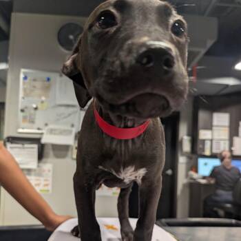 Labrador Retriever and Terrier Dogs Available for Adoption in Clearwater, Florida - Jinger | PetCurious