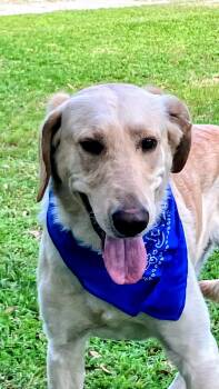 Yellow Labrador Retriever Dogs Available for Adoption - Robert Redford  | PetCurious