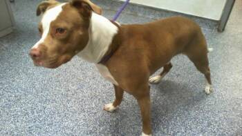 A1265907 -  Pit Bull Terrier Dog for Adoption in Charlotte, North Carolina - A1265907 | PetCurious