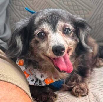 Vince~ -  Chihuahua Dog for Adoption in Columbia, Tennessee - Vince~ | PetCurious