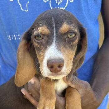 Beagle Dogs Available for Adoption - Alani - Local April 10-12 | PetCurious