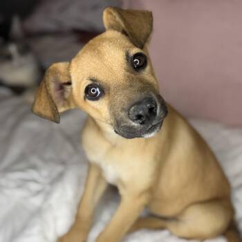 Black Mouth Cur Dogs Available for Adoption in Atlanta, Texas - Molly | PetCurious