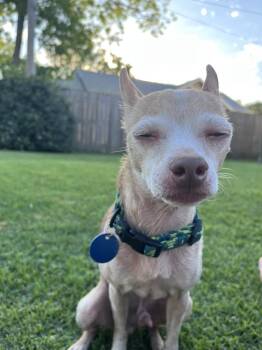 Cayenne -  Chihuahua Dog Available for Adoption in Elmwood, Louisiana - Cayenne | PetCurious