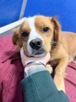 Cocker Spaniel and Cavalier King Charles Spaniel Dogs Available for Adoption - Popco | PetCurious