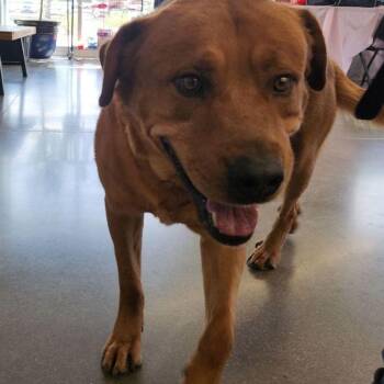 Mastiff and Shepherd Dogs Available for Adoption - Pudding | PetCurious
