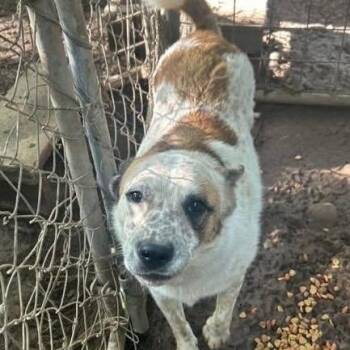 Bishop -  Cattle Dog and None Dog for Adoption in Hackett, Arkansas - Bishop | PetCurious