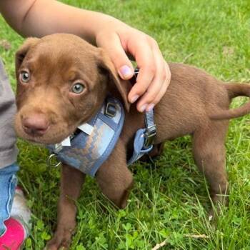 Labrador Retriever Dogs Available for Adoption in Fairfax Station, Virginia - Oakley | PetCurious