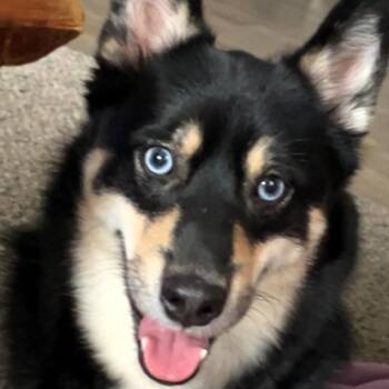 Shadow -  Pomeranian and Husky Dog for Adoption in Lenexa, Kansas - Shadow | PetCurious