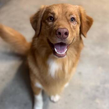 Australian Shepherd and Dachshund Dogs Available for Adoption in Baton Rouge, Louisiana - Jagger | PetCurious