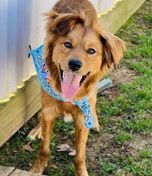 Rescue Golden Retriever and Mixed Breed Dogs for Adoption in Seneca, South Carolina - Miles $125 Fostered | PetCurious