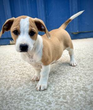 Moxi -  Corgi and Hound Dog for Adoption in Kalamazoo, Michigan - Moxi | PetCurious