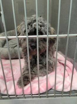 Winiford -  Maltese and Poodle Dog for Adoption in Fishers, Indiana - Winiford | PetCurious