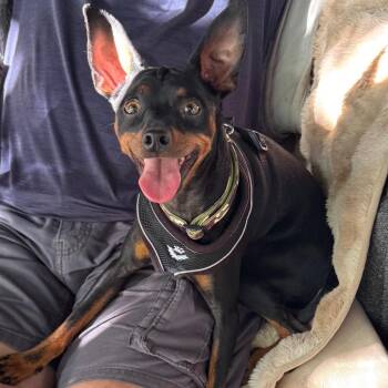 Aladdin -  Miniature Pinscher Dog for Adoption in Las Vegas, Nevada - Aladdin | PetCurious