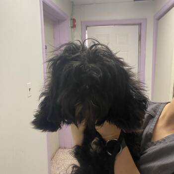 Rescue Poodle Dogs for Adoption in Northbrook, Illinois - Starbees | PetCurious