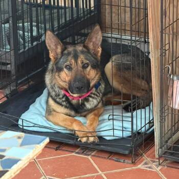 Kessa -  German Shepherd Dog Dog for Adoption in Greeneville, Tennessee - Kessa | PetCurious