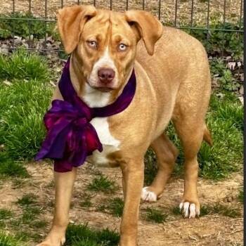 Rescue Mixed Breed Dogs for Adoption in Joppa, Alabama - Gemma | PetCurious