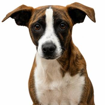 Mixed Breed Dogs Available for Adoption in Wickenburg, Arizona - Sadie | PetCurious