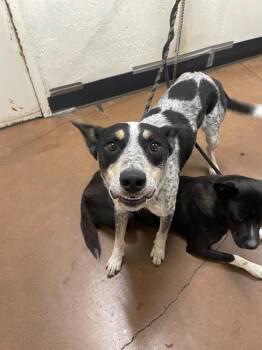 Mister -  Cattle Dog and Hound Dog for Adoption in Chico, California - Mister | PetCurious