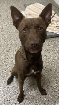 Mixed Breed Dogs Available for Adoption in Vancouver, Washington - Fetch | PetCurious