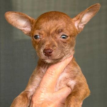 Chihuahua and Mixed Breed Dogs Available for Adoption in Boerne, Texas - Nelli | PetCurious