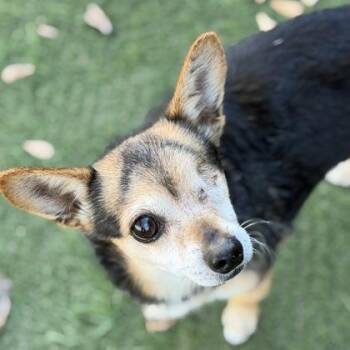 Wazowski -  Chihuahua Dog for Adoption in Sacramento, California - Wazowski | PetCurious