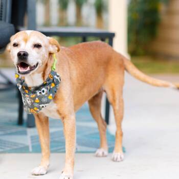 Rescue Chihuahua Dogs for Adoption in Austin, Texas - Addy | PetCurious