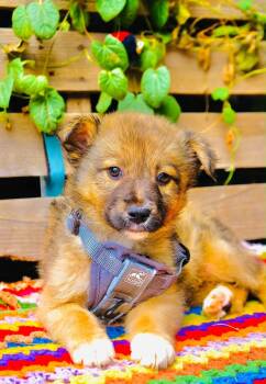 Canyon -  Border Collie and Australian Shepherd Dog for Adoption in San Diego, California - Canyon | PetCurious