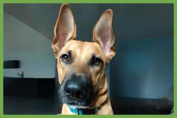 Rescue Belgian Shepherd Malinois and Shepherd Dogs for Adoption in Amherst, Massachusetts - Juniper | PetCurious
