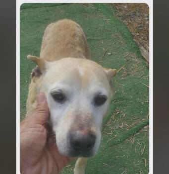 Geno -  Rat Terrier and Feist Dog Available for Adoption in Willingboro, New Jersey - Geno | PetCurious