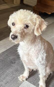 Cookie -  Poodle Dog for Adoption in Portland, Maine - Cookie | PetCurious