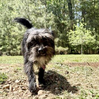 Terrier and Chihuahua Dogs Available for Adoption in Hillsborough, North Carolina - Sage | PetCurious
