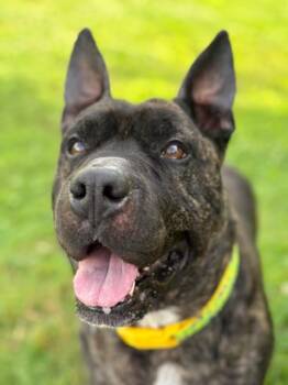 Rescue Shar Pei Dogs for Adoption in Goodlettsville, Tennessee - Cannon | PetCurious