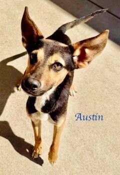 AUSTIN -  German Shepherd Dog and Mixed Breed Dog for Adoption in Sacramento, California - AUSTIN | PetCurious
