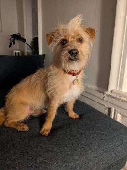 Terrier Dogs Available for Adoption - Archie (Desi) | PetCurious