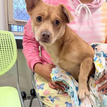 Rescue Mixed Breed Dogs for Adoption in Philadelphia, Pennsylvania - Love Bug | PetCurious