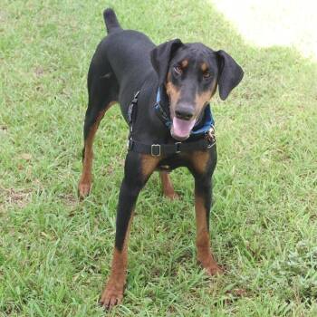 Maple -  Doberman Pinscher Dog for Adoption in Miami, Florida - Maple | PetCurious