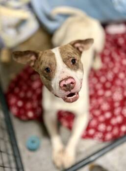 Mixed Breed Dogs Available for Adoption - Pogo (aka Jeremy) | PetCurious