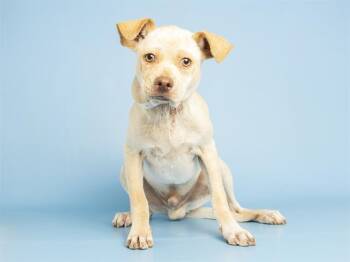 Shar Pei and Mixed Breed Dogs Available for Adoption in Phoenix, Arizona - DINO NUGGET | PetCurious