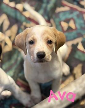 Great Pyrenees and Labrador Retriever Dogs Available for Adoption in Lutz, Florida - Ava | PetCurious