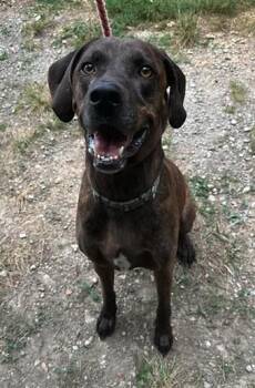 Loki -  Hound Dog for Adoption in Reeds Spring, Missouri - Loki | PetCurious