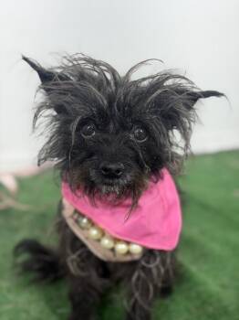 Flora-One of our Amazing Rescue Dogs -  Chihuahua and Affenpinscher Dog for Adoption in Carlsbad, California - Flora-One Of Our Amazing Rescue Dogs | PetCurious