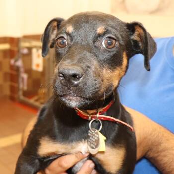 Velma -  Mixed Breed Dog for Adoption in Port Washington, New York - Velma | PetCurious